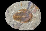 Cambropallas Trilobite - Jbel Ougnate, Morocco #125125-1